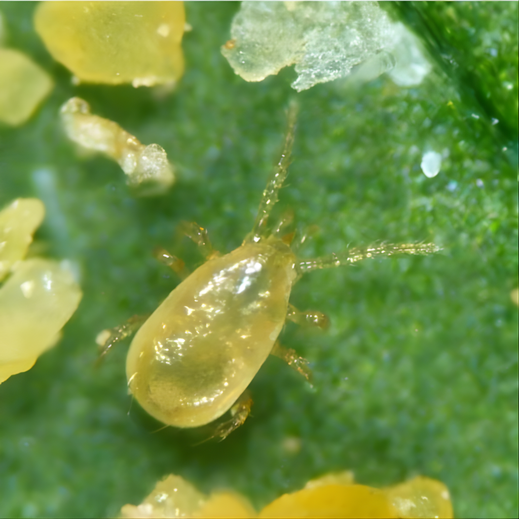 Thrip Predators (Amblyseius cucumeris) Double 100 Sachets x Box of 300 Sachets