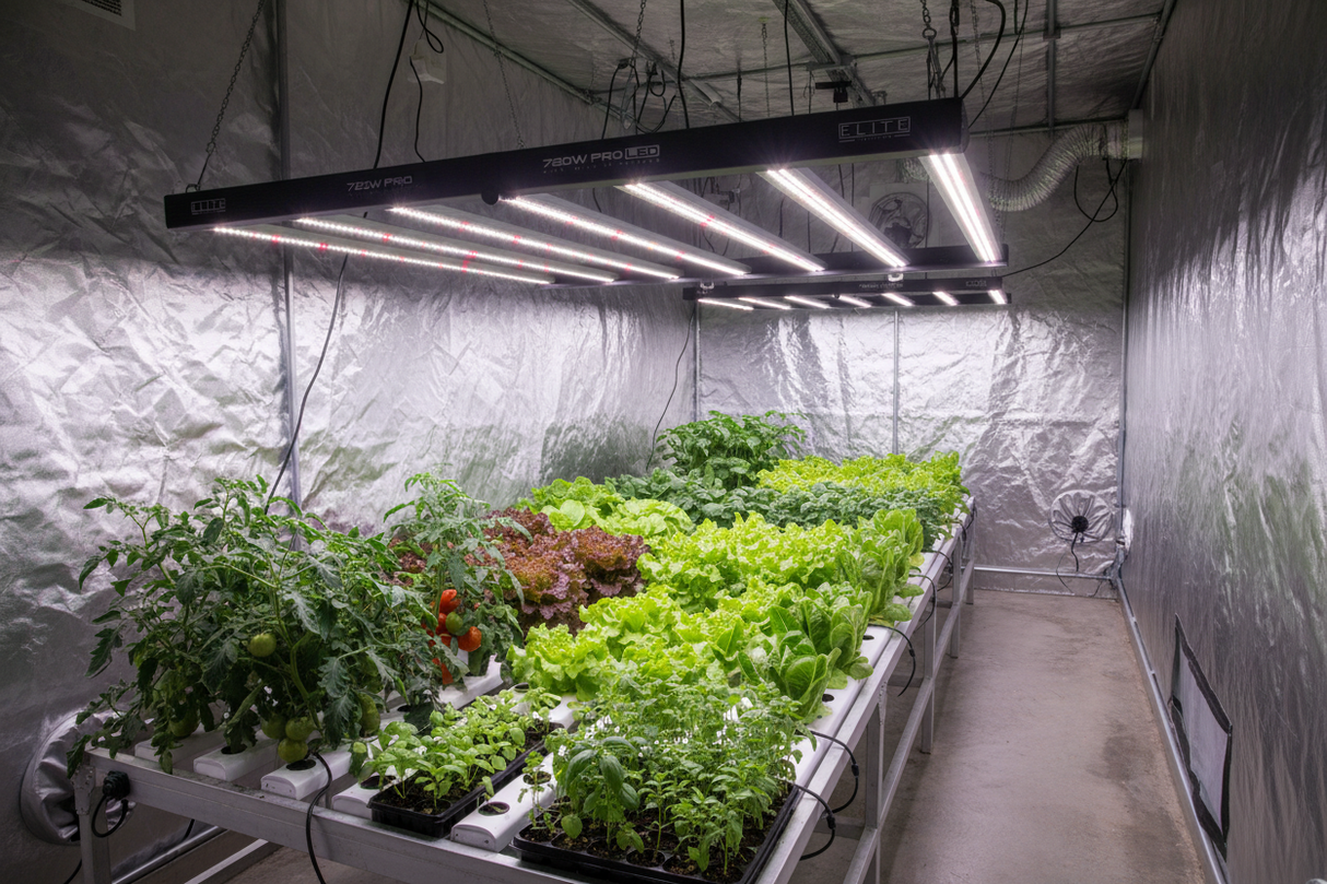Grown plants in a controlled indoor environment with Elite 720W Pro LED Grow Lights