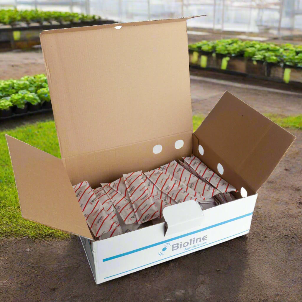 Spider Mite Predators Double 100 Sachets x Box of 200