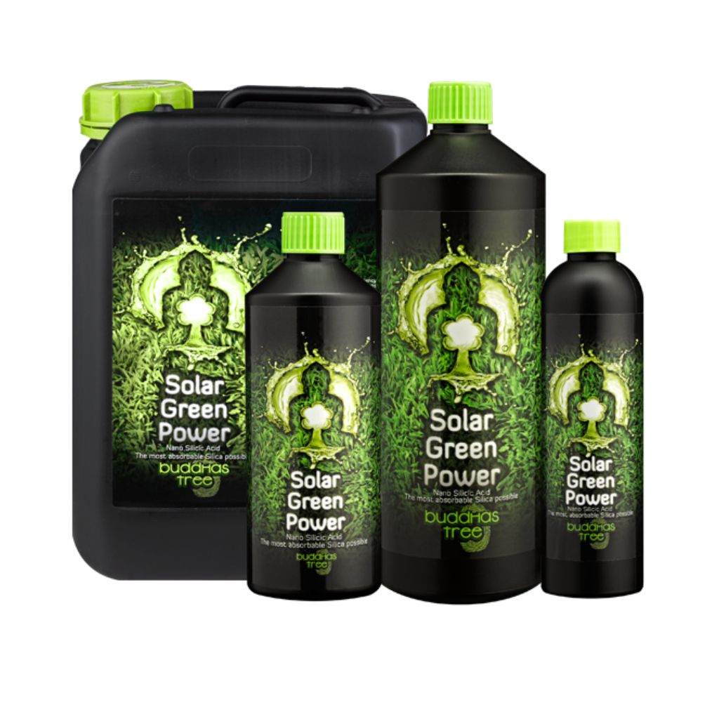 buddhas tree solar green power