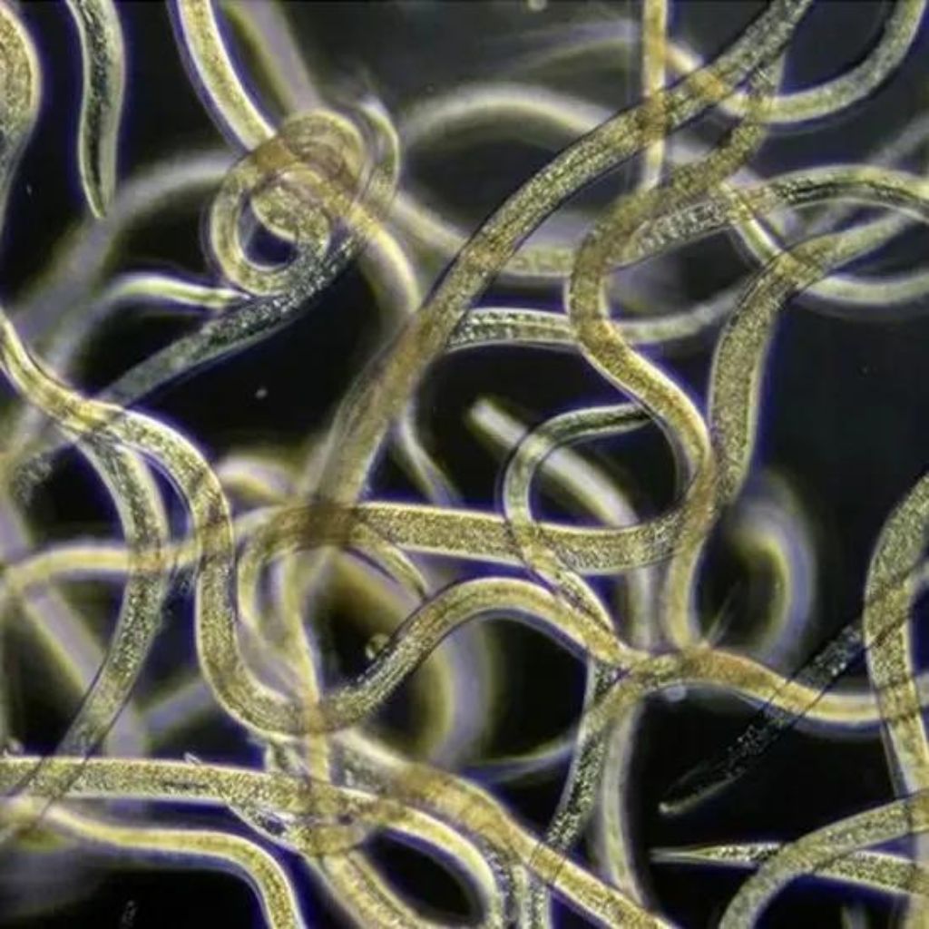 Nematodes For Thrips & Fungus Gnat