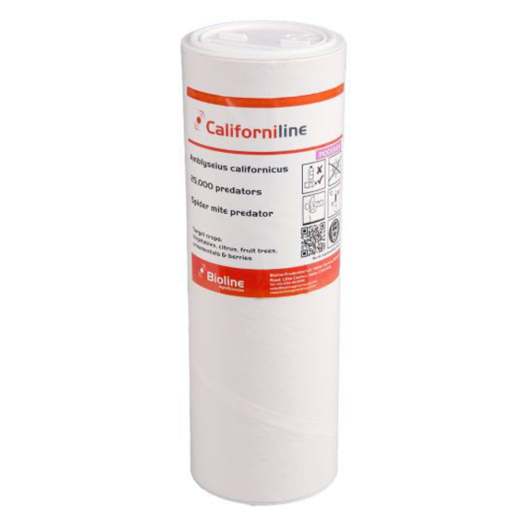 Spider Mite Predators (Amblyseius Californicus)