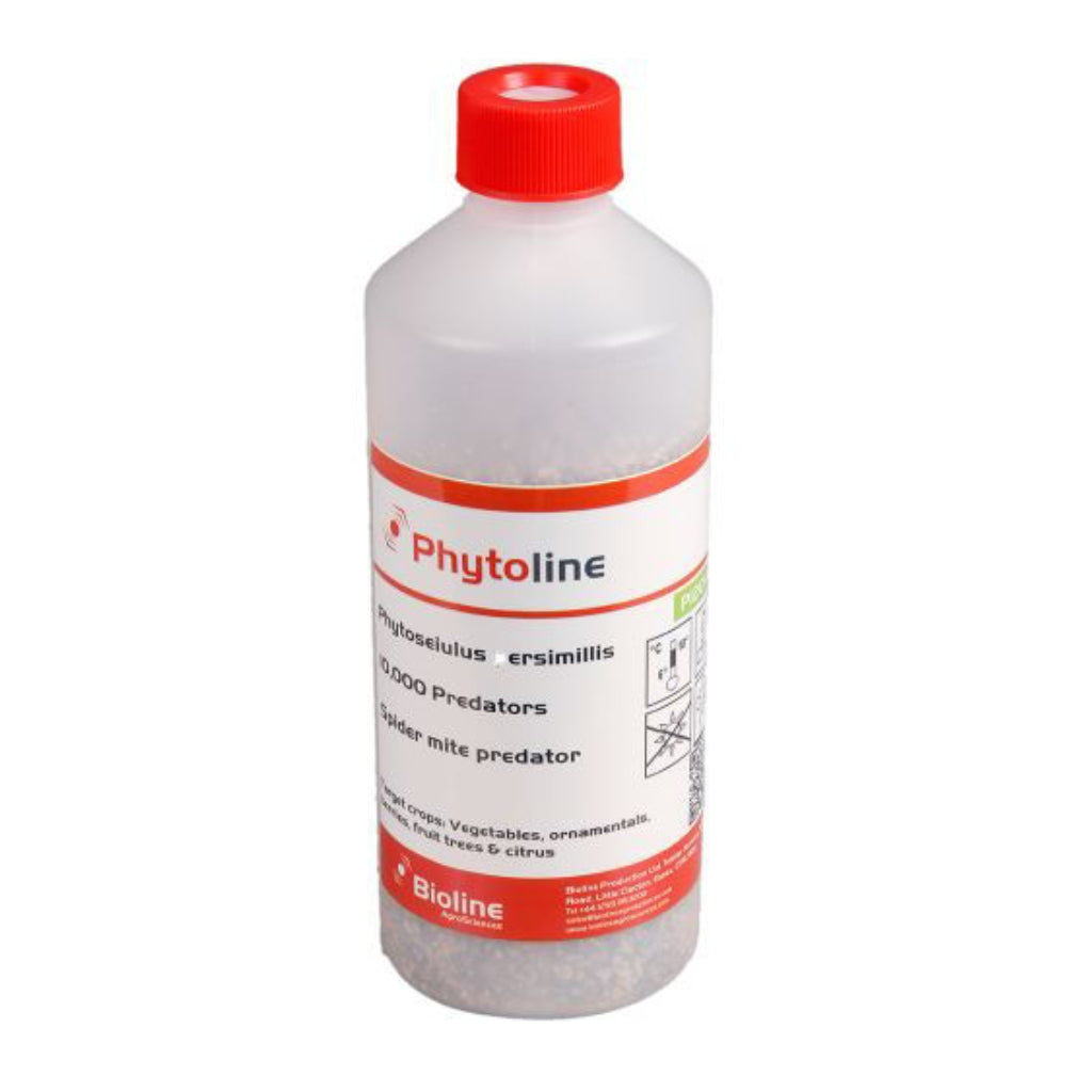 Spider Mite Predators (Phytoseiulus Persimilis)