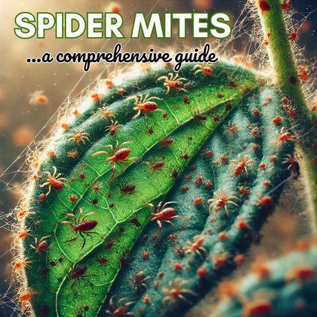 Spider Mites - A Comprehensive Guide