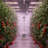 2kW Heater in Indoor Grow Room with Tomatoes