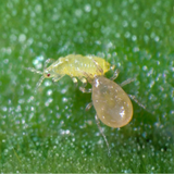 Thrip Predators (Amblyseius cucumeris) Double 100 Sachets x Box of 300 Sachets