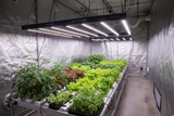 Grown plants in a controlled indoor environment with Elite 720W Pro LED Grow Lights