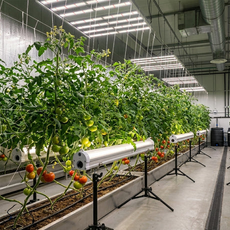 gorilla under canopy 125w LED grow light bar full spectrum with stands tomato