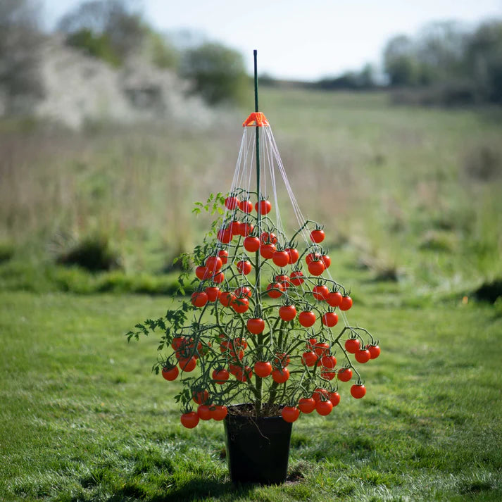 Stringy-Thingy - Pack of 5 Plant Support