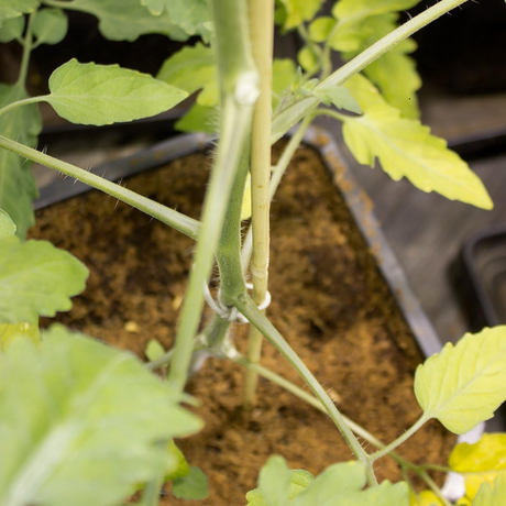 bamboo canes 3ft 4ft 5ft hydroponics