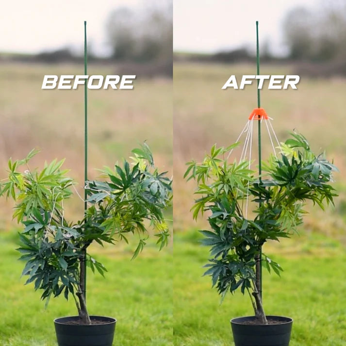 Stringy-Thingy - Pack of 5 Plant Support