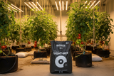 A black bag of BIOBIZZ Light-Mix grow medium is displayed in the foreground of a greenhouse setting with tomato plants growing in black pots under hanging LED lights.