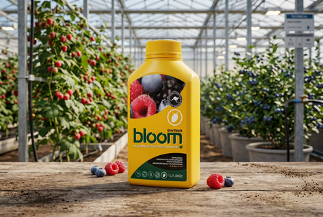 A yellow bottle of bloom SWTNR, displayed on a wooden table inside a greenhouse with berry plants in the background.