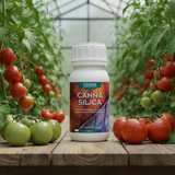 Canna Silica