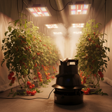 A black gorilla 50L centrifugal humidifier unit in a misty indoor greenhouse setting with rows of tomato plants bearing red and green tomatoes under bright LED grow lights.