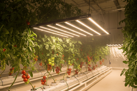 maxibright varidrive 720w 3.0 grow light Ai image in a grow room