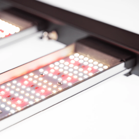 Migro Aray 1000w LED Grow Light
