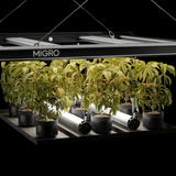 Migro Aray Intra 160 LED Grow Light